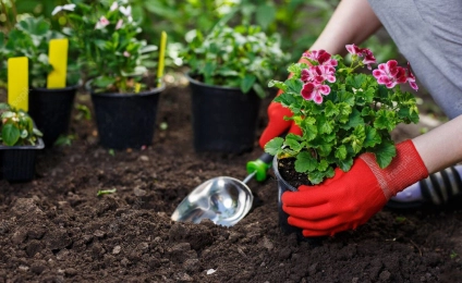 Soil Health Assessment