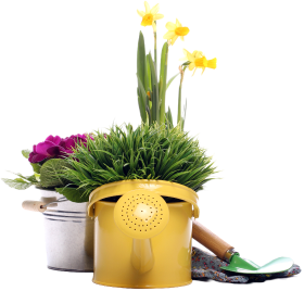 bakul